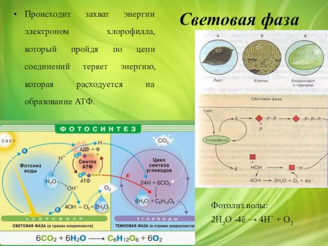 Световая фаза Происходит захват энергии электроном хлорофилла, который пройдя по