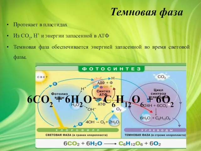 Темновая фаза Протекает в пластидах Из СО2, H+ и энергии