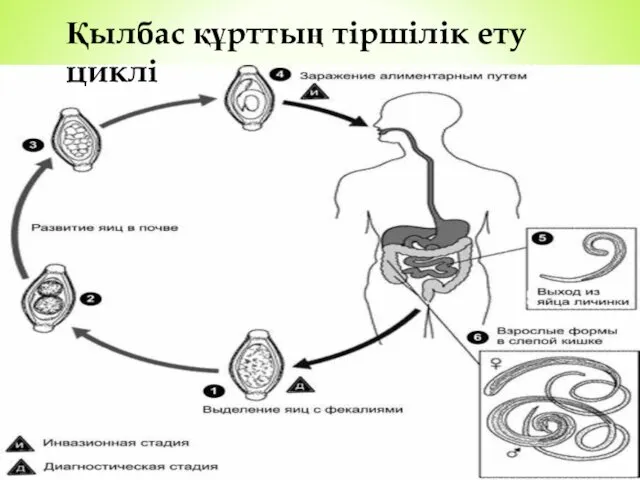 Қылбас құрттың тіршілік ету циклі