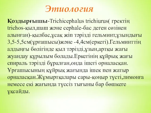 Этиология Қоздырғышы-Trichicephalus trichiurus( гректің trichos-қыл,шаш және cephale-бас деген сөзінен алынған)-қылбас,ұсақ жіп тәрізді гельминт,ұзындығы