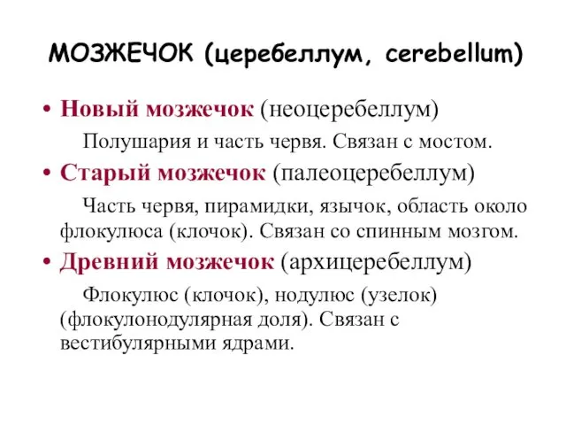 МОЗЖЕЧОК (церебеллум, cerebellum) Новый мозжечок (неоцеребеллум) Полушария и часть червя.