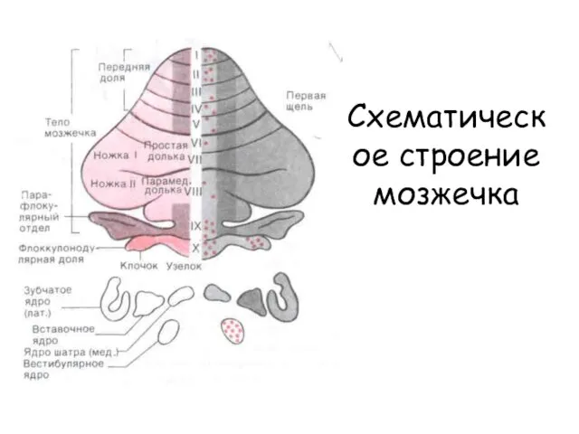 Схематическое строение мозжечка