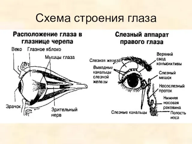 Схема строения глаза