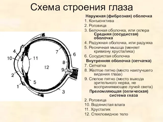 Схема строения глаза Наружная (фиброзная) оболочка 1. Конъюнктива 2. Роговица