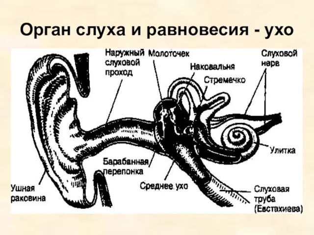 Орган слуха и равновесия - ухо