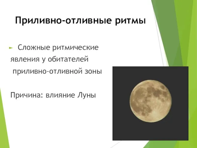 Приливно-отливные ритмы Сложные ритмические явления у обитателей приливно-отливной зоны Причина: влияние Луны