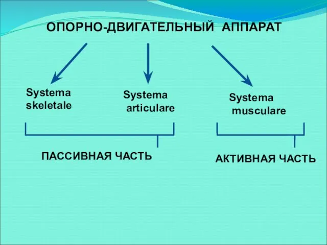 ОПОРНО-ДВИГАТЕЛЬНЫЙ АППАРАТ Systema skeletale Systema articulare Systema musculare АКТИВНАЯ ЧАСТЬ ПАССИВНАЯ ЧАСТЬ