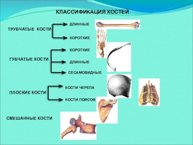 КЛАССИФИКАЦИЯ КОСТЕЙ ТРУБЧАТЫЕ КОСТИ ГУБЧАТЫЕ КОСТИ ПЛОСКИЕ КОСТИ СМЕШАННЫЕ КОСТИ