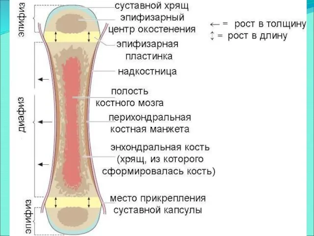 Строение трубчатой кости. 1 — диафиз; 2 — эпифизы; 3