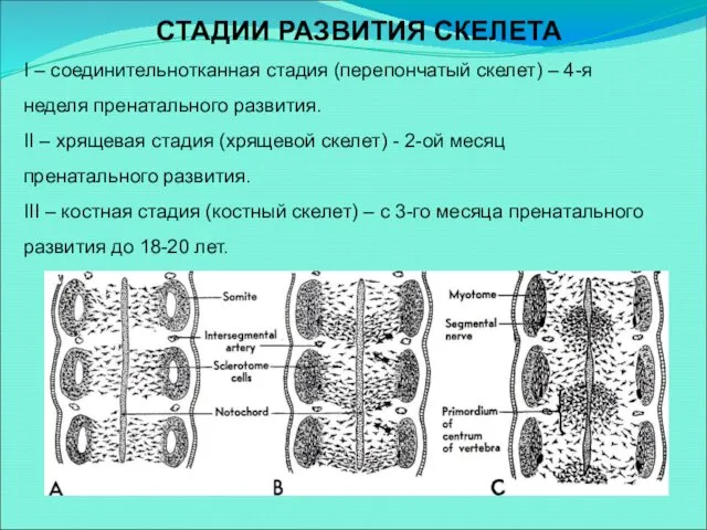 I – соединительнотканная стадия (перепончатый скелет) – 4-я неделя пренатального