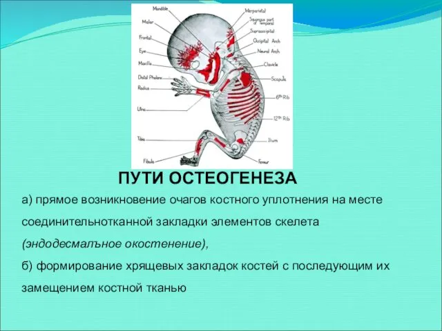 ПУТИ ОСТЕОГЕНЕЗА а) прямое возникновение очагов костного уплотнения на месте