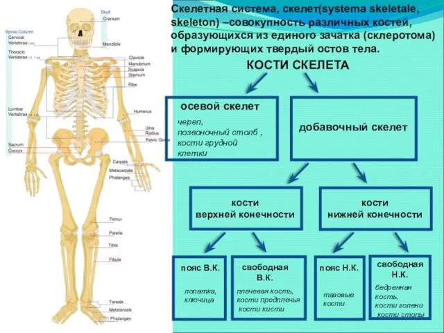осевой скелет добавочный скелет кости верхней конечности кости нижней конечности
