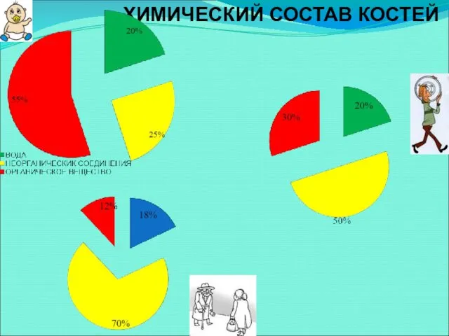 ХИМИЧЕСКИЙ СОСТАВ КОСТЕЙ