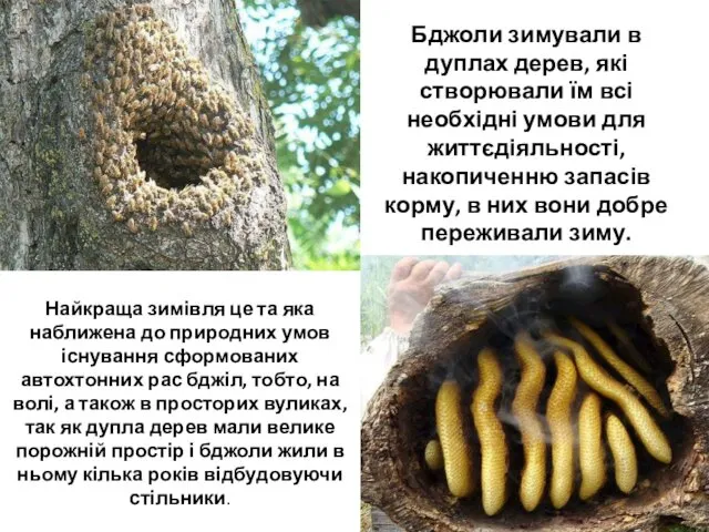 Бджоли зимували в дуплах дерев, які створювали їм всі необхідні умови для життєдіяльності,