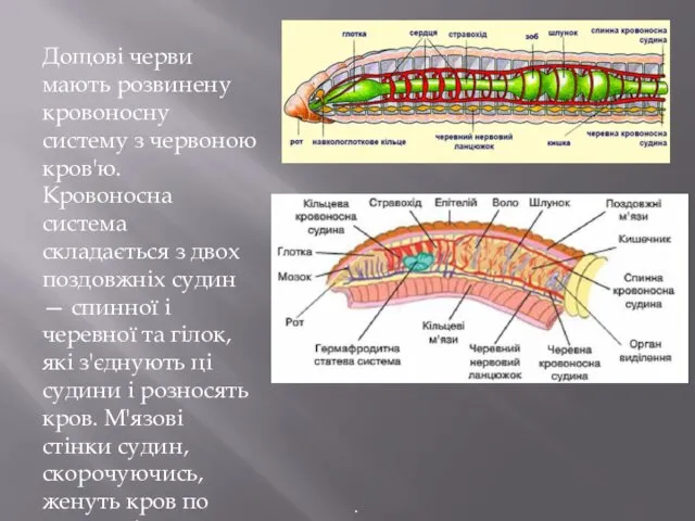 Дощові черви мають розвинену кровоносну систему з червоною кров'ю. Кровоносна