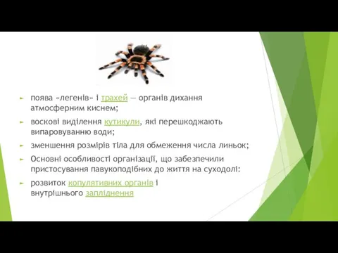 поява «легенів» і трахей — органів дихання атмосферним киснем; воскові