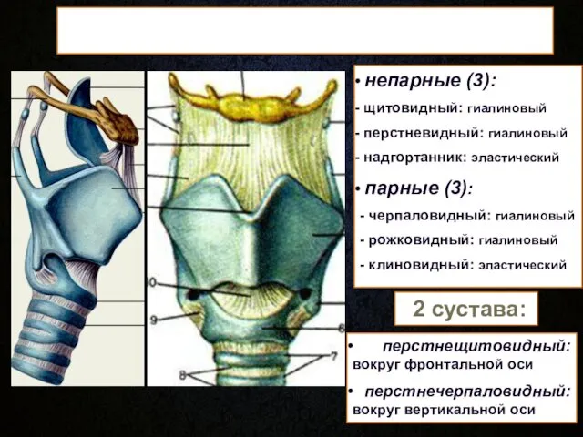 Хрящи гортани непарные (3): щитовидный: гиалиновый перстневидный: гиалиновый надгортанник: эластический парные (3): -