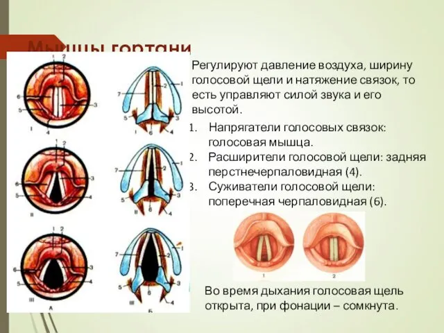 Мышцы гортани Напрягатели голосовых связок: голосовая мышца. Расширители голосовой щели: задняя перстнечерпаловидная (4).