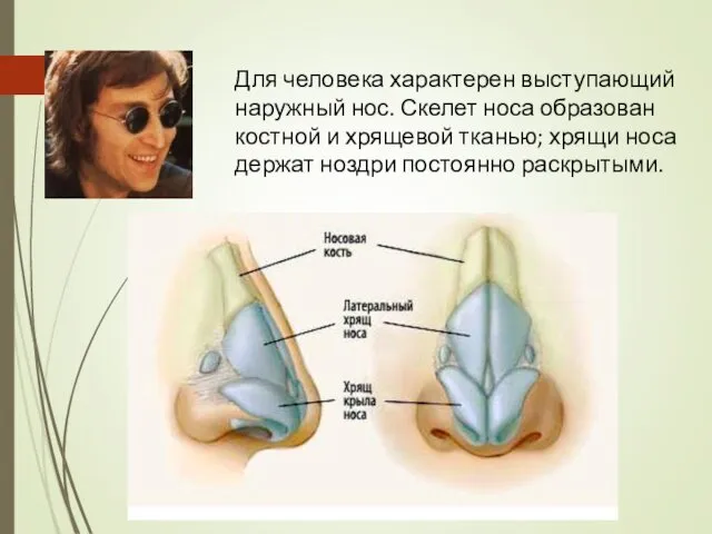 Для человека характерен выступающий наружный нос. Скелет носа образован костной