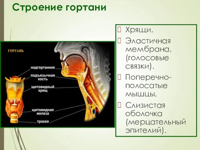 Строение гортани Хрящи. Эластичная мембрана, (голосовые связки). Поперечно-полосатые мышцы. Слизистая оболочка (мерцательный эпителий).