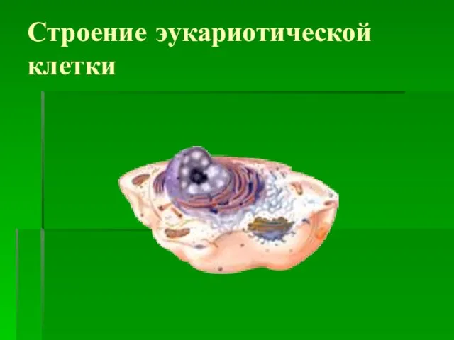 Строение эукариотической клетки