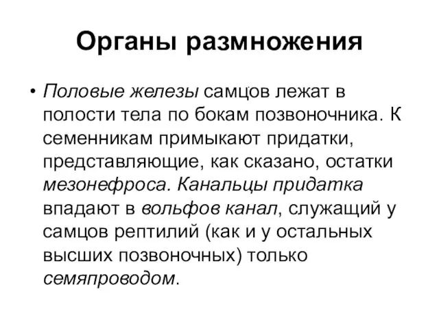 Органы размножения Половые железы самцов лежат в полости тела по