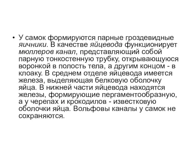 У самок формируются парные гроздевидные яичники. В качестве яйцевода функционирует