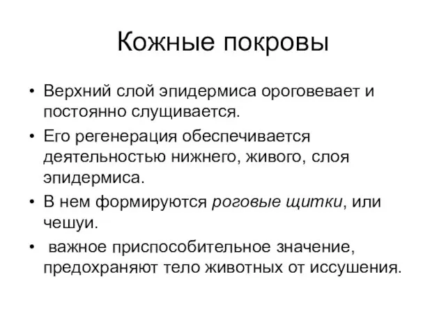 Кожные покровы Верхний слой эпидермиса ороговевает и постоянно слущивается. Его