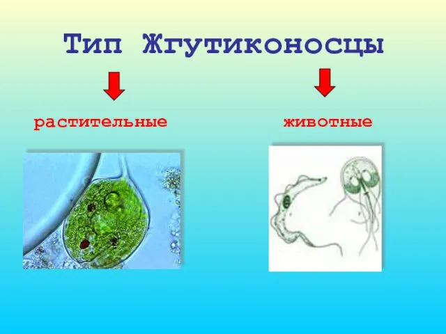 Тип Жгутиконосцы растительные животные