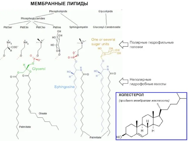 МЕМБРАННЫЕ ЛИПИДЫ Glycerol Sphingosine One or several sugar units Полярные гидрофильные головки Неполярные