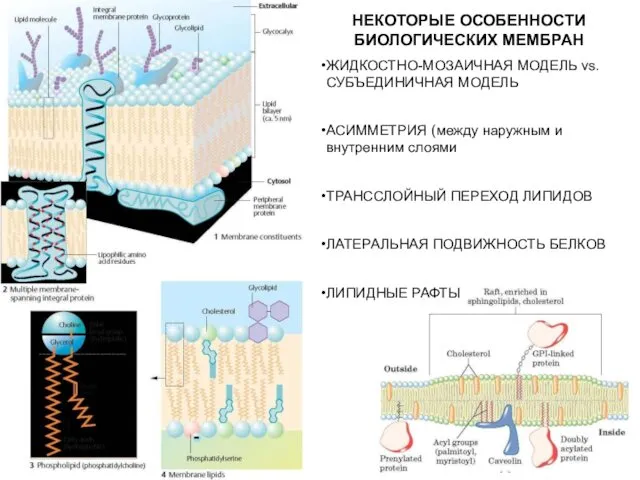 НЕКОТОРЫЕ ОСОБЕННОСТИ БИОЛОГИЧЕСКИХ МЕМБРАН ЖИДКОСТНО-МОЗАИЧНАЯ МОДЕЛЬ vs. СУБЪЕДИНИЧНАЯ МОДЕЛЬ АСИММЕТРИЯ (между наружным и