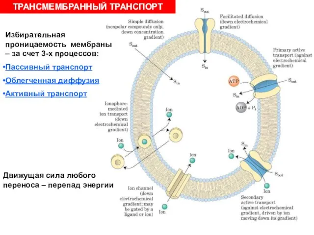 ТРАНСМЕМБРАННЫЙ ТРАНСПОРТ Избирательная проницаемость мембраны – за счет 3-х процессов: