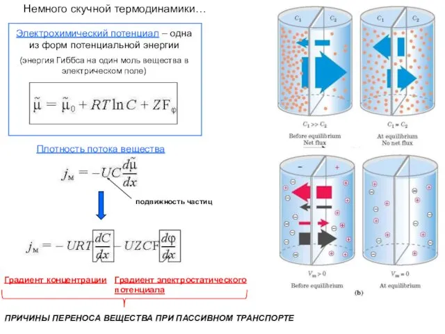 Немного скучной термодинамики… Электрохимический потенциал – одна из форм потенциальной энергии (энергия Гиббса