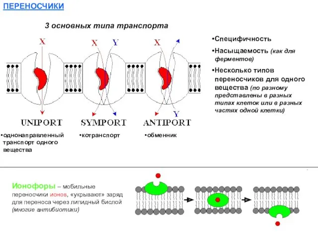 ПЕРЕНОСЧИКИ 3 основных типа транспорта однонаправленный транспорт одного вещества котранспорт