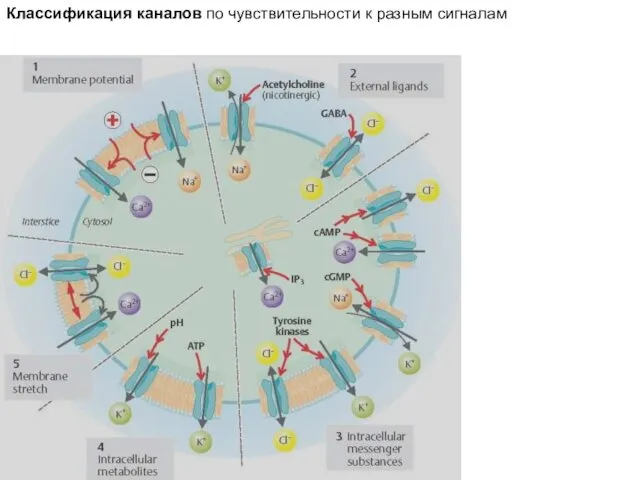 Классификация каналов по чувствительности к разным сигналам