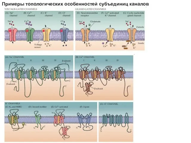 Примеры топологических особенностей субъединиц каналов