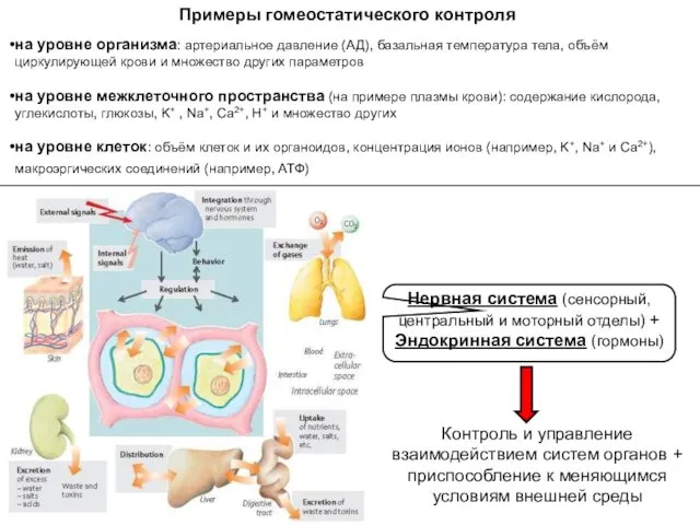Примеры гомеостатического контроля на уровне организма: артериальное давление (АД), базальная