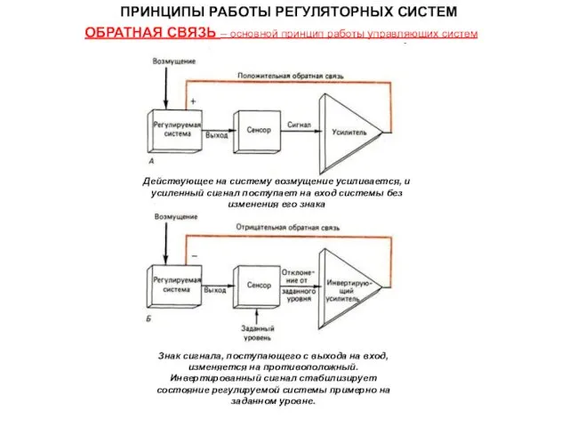 ПРИНЦИПЫ РАБОТЫ РЕГУЛЯТОРНЫХ СИСТЕМ ОБРАТНАЯ СВЯЗЬ – основной принцип работы управляющих систем