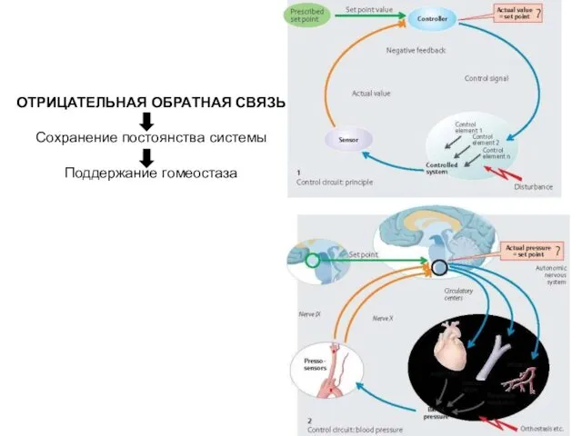ОТРИЦАТЕЛЬНАЯ ОБРАТНАЯ СВЯЗЬ Сохранение постоянства системы Поддержание гомеостаза