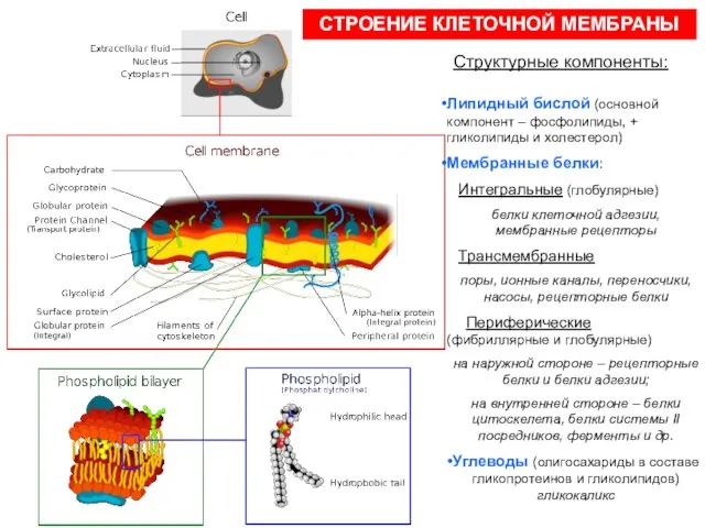 СТРОЕНИЕ КЛЕТОЧНОЙ МЕМБРАНЫ Структурные компоненты: Липидный бислой (основной компонент – фосфолипиды, + гликолипиды