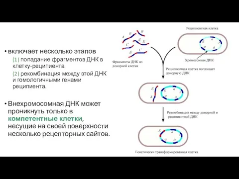 включает несколько этапов (1) попадание фрагментов ДНК в клетку-реципиента (2)