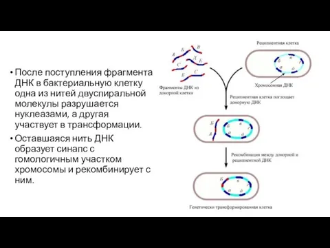 После поступления фрагмента ДНК в бактериальную клетку одна из нитей