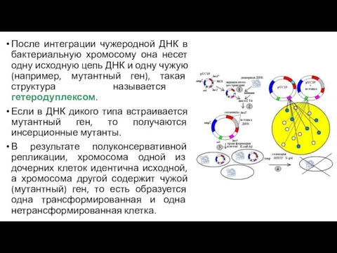 После интеграции чужеродной ДНК в бактериальную хромосому она несет одну