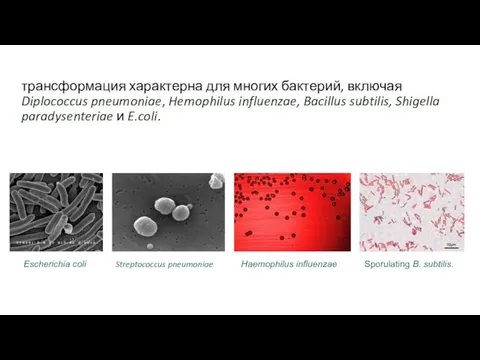 трансформация характерна для многих бактерий, включая Diplococcus pneumoniae, Hemophilus influenzae,