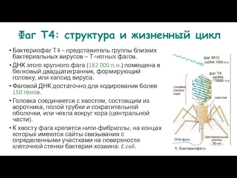 Фаг Т4: структура и жизненный цикл Бактериофаг Т4 – представитель