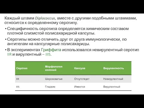 Каждый штамм Diplococcus, вместе с другими подобными штаммами, относится к