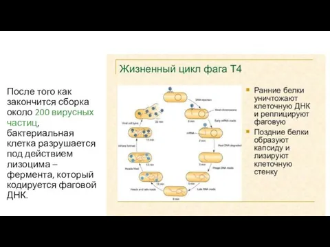 После того как закончится сборка около 200 вирусных частиц, бактериальная