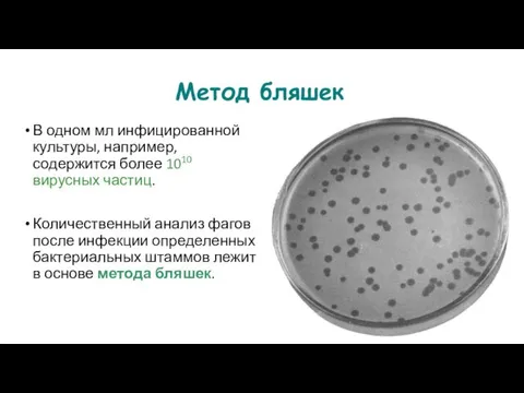 Метод бляшек В одном мл инфицированной культуры, например, содержится более