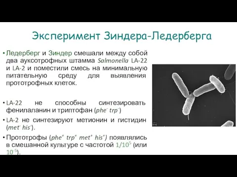 Эксперимент Зиндера-Ледерберга Ледерберг и Зиндер смешали между собой два ауксотрофных