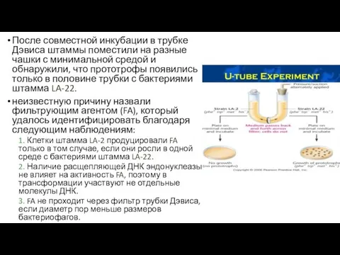 После совместной инкубации в трубке Дэвиса штаммы поместили на разные